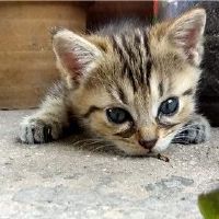 十二个星座专属宠物