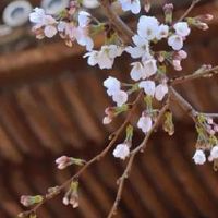 1965年属蛇女的是什么命 天生好命家庭和睦