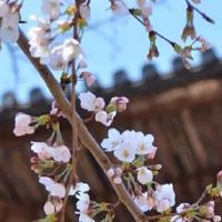 1988年属龙在2022年应该注意什么 情感上需克服难题