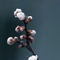 子卯相刑夫妻必有一伤 夫妻子卯相刑如何化解