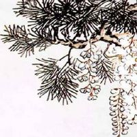 紫微斗数正缘相遇时间 男女夫妻宫上星耀阴阳结合