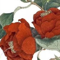 92属猴晚婚结婚年龄 眼光太高导致晚婚