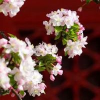 4和7为什么不吉利 最吉祥旺财的车牌数字