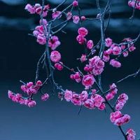 81年属鸡几月出生命最好 衣食丰足一生荣华富贵