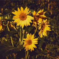 取同音不同字的名字