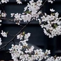 79年属羊43岁2022劫难 如何化解