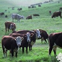 农家养殖场起名大全