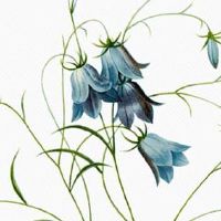 清明节的十大忌讳你知道几条？ 祭祀时间注意事项