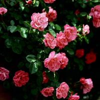 最多的芋头zh志财富（3.21-3.27）