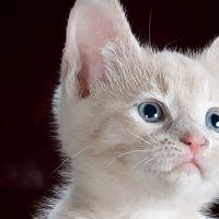 公猫咪个性一点的名字