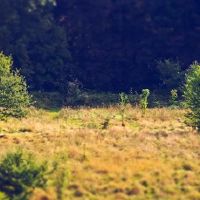 这三个大型组织是最可靠的，在碗里吃饭，备用轮胎从未到来过。