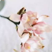 2022年3月29日出生属虎男宝宝命好吗 聪慧可爱 衣食足用