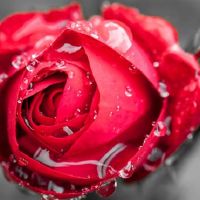 白天滴，十二生肖，一周（3.27-4.2）