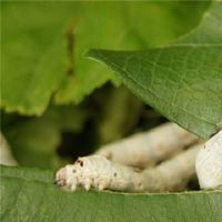 Dream of sericulture