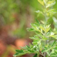 四个大型内裤，努力工作和努力工作