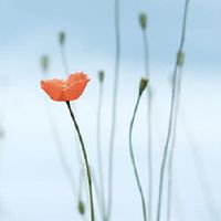 这句话是什么？为什么它会移动三天？