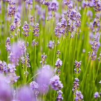 三个大星座，短浅眼睛，令人怀疑，可行的