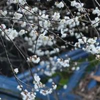 属兔人在2022年5月吉祥数字为2 最佳幸运颜色蓝色