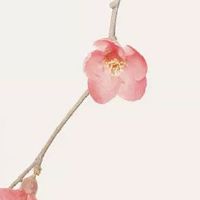 女人5个斗5个簸箕 中年一过财库丰隆不断