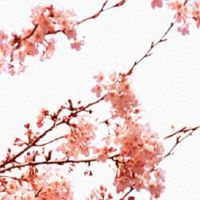 流年夫妻宫天机化忌 天机星坐夫妻宫配偶感情细腻