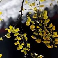 2022年5月属羊人能买房吗 住16楼利于财运运势