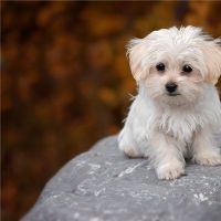 梦见杀死一只狗