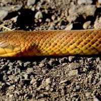 全田蛇的梦想家发生了什么事