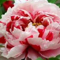 我已经意识到了，这些星座的人最安全