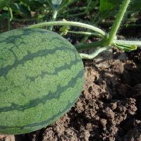 梦见瓜苗是一个好兆头吗？