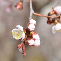 大门挂什么镇宅旺财 大红包挂门上可招财聚财