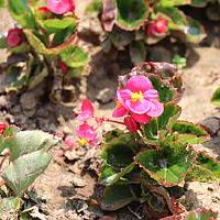 什么命格女会被比肩格男喜欢