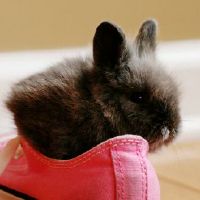 虎年属相鼠2022年运势及运程