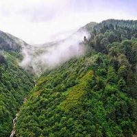 龙须树放阳台风水禁忌 龙须树适合种阳台吗