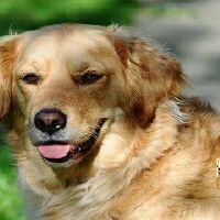 94年属狗女什么时候有婚缘