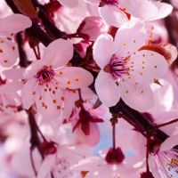 石榴木命男和大林木女婚配 默契十足婚姻美满