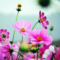 不说花言巧语会用自己的行动来证明的星座