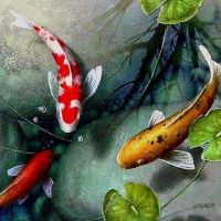 想要风水催财，选择什么样的风水鱼大有讲究！