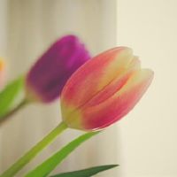 这些星座很可爱又好，伴随着祝福。有你吗？