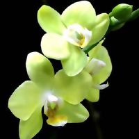 “喜欢”的3个喜欢握在心中的十二生肖女孩，经常需要她的丈夫哄骗