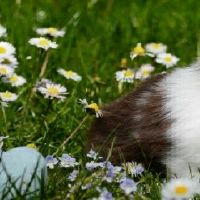 1975年属兔2022年运势及运程怎样