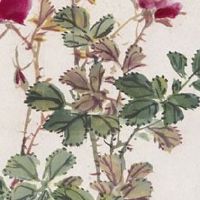 2022年10月26日出生的属虎女宝宝是什么命理 福气满满 吉星高照