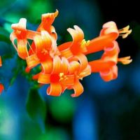 四种主要血型的时间的概念