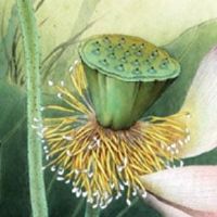 有多少人命中无正缘桃花 命中无正缘桃花怎么办