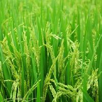 富贵椰子竹有什么风水寓意 富贵椰子竹禁忌摆放