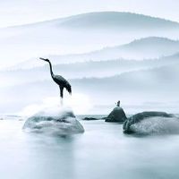 有鹰钩鼻的女人命很差吗 适应能力强气场强大