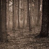 八字纳音五行分析：大林木