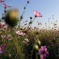 事业会上升受财神的喜爱的星座排名