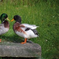 12个星座中谁与谁之间彼此是离不开对方的