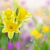 太阳白羊月亮双子性格特点 优缺点解析