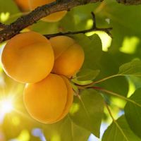 哪些星座总是不会讨长辈的喜欢